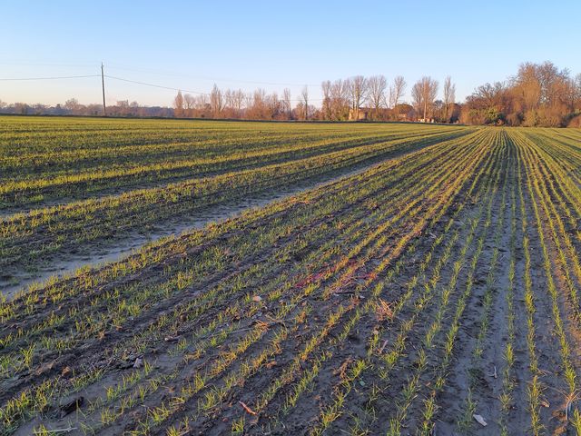 Sol debris vegetaux Photo © AGERIN
