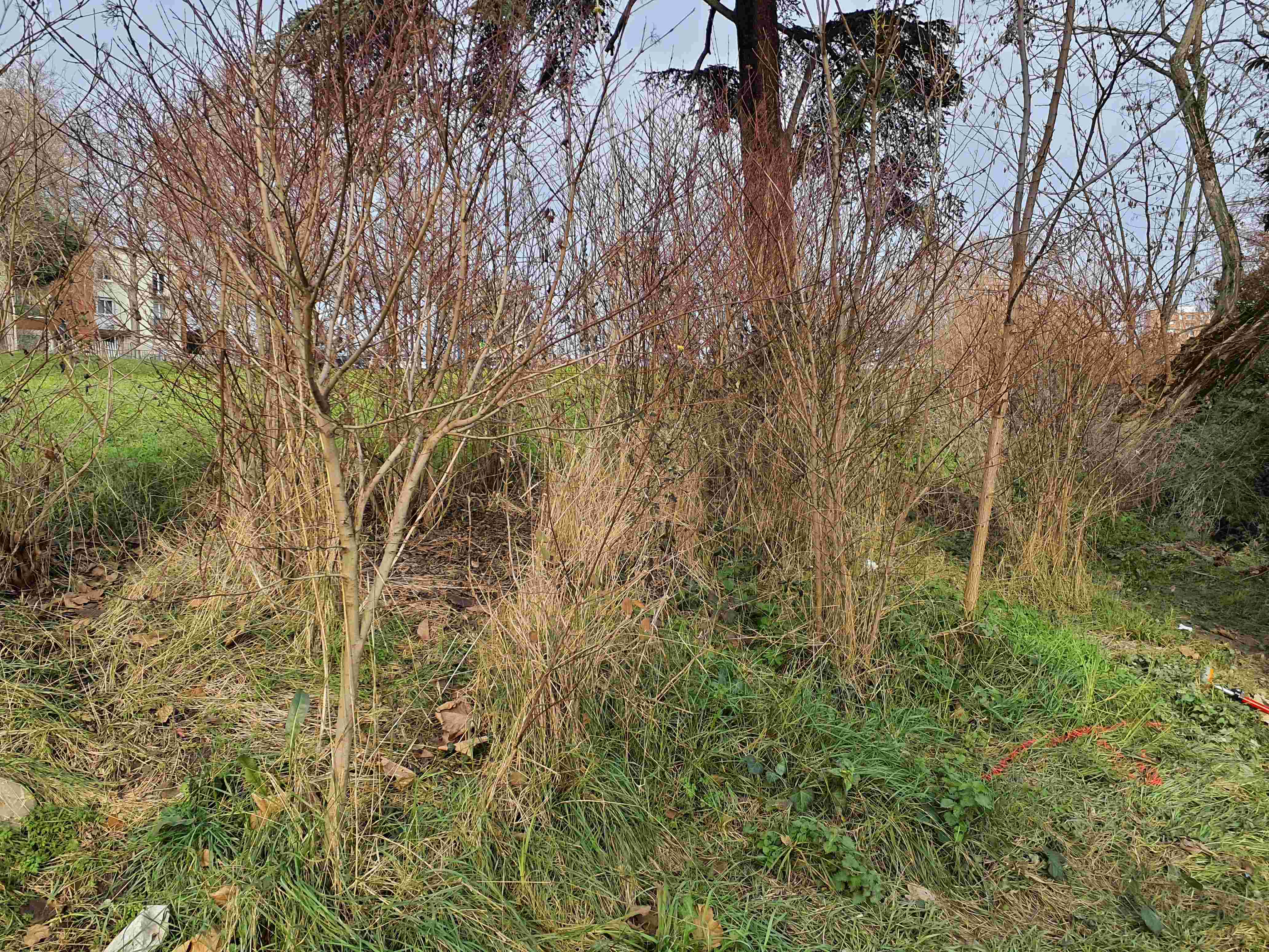 Sol Débris végétaux Photo © AGERIN