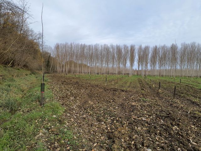 Marque sur Végétation Photo © AGERIN