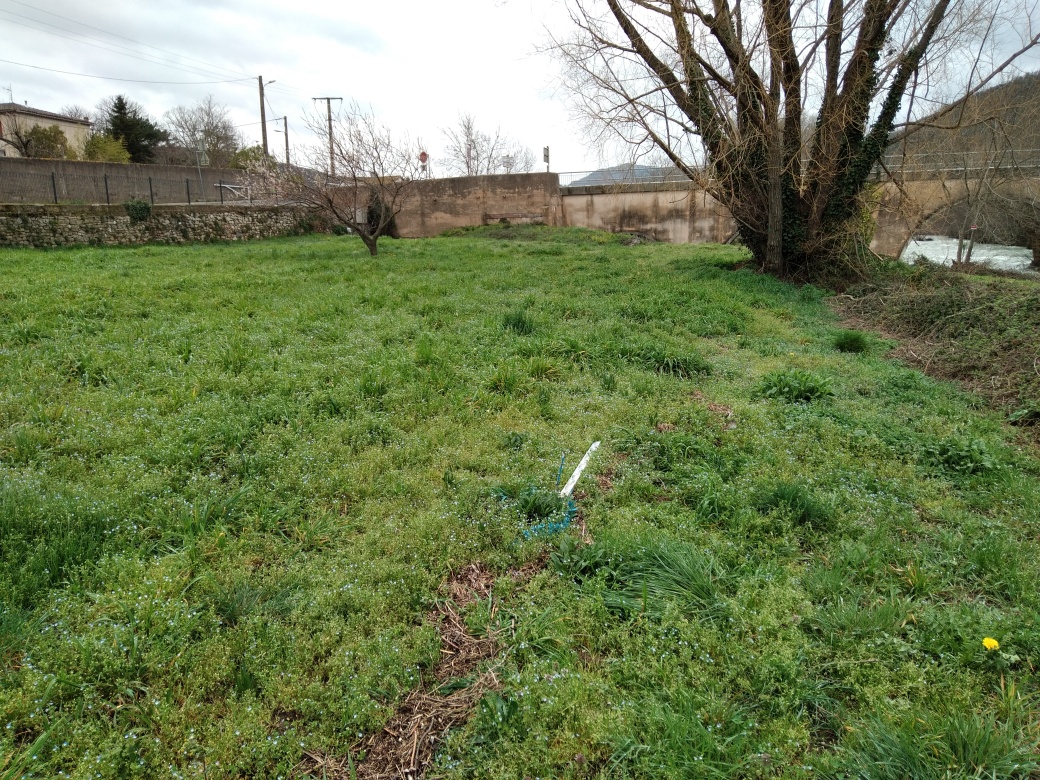 Herbe