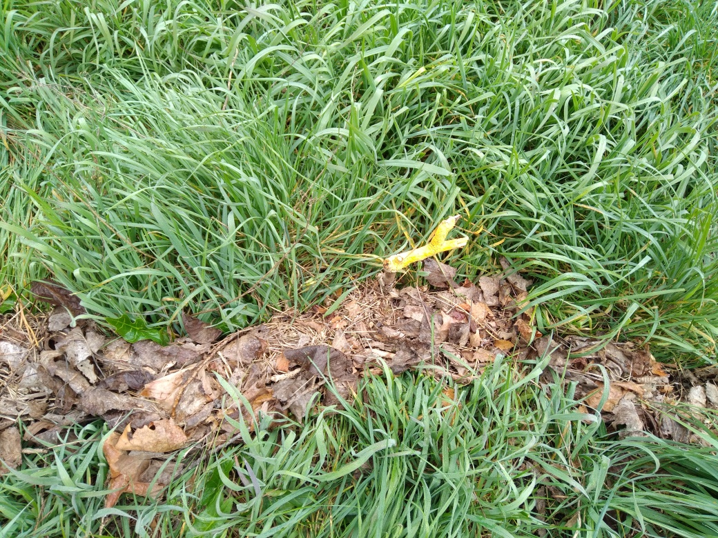 Dépôt dans l'herbe