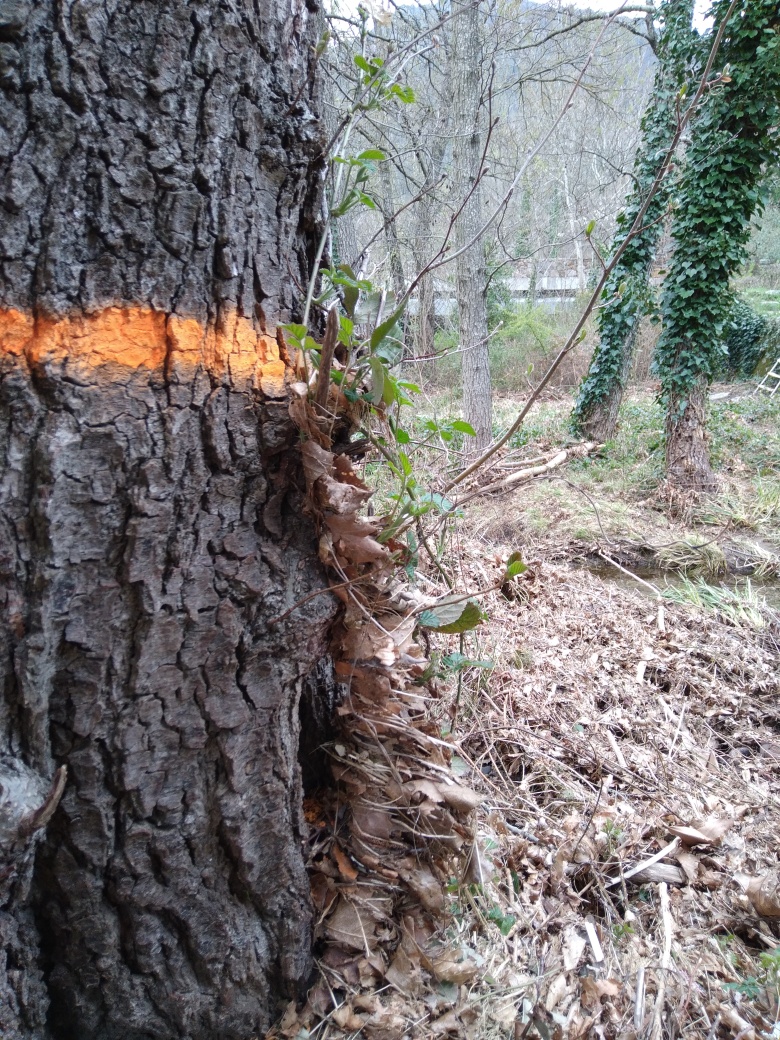 Dépôt contre l'arbre