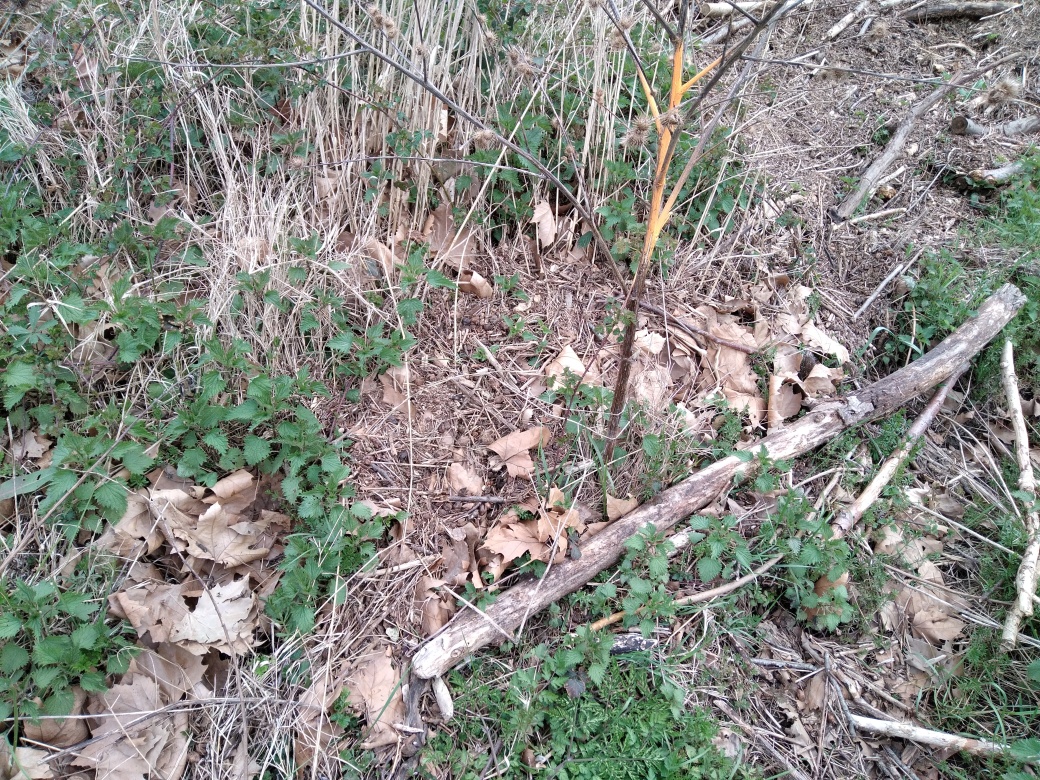 Dépôt dans l'herbe