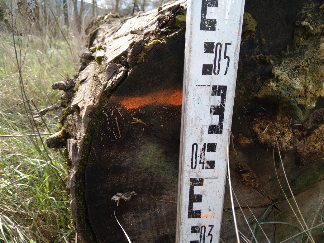 Trace sur une bille de bois