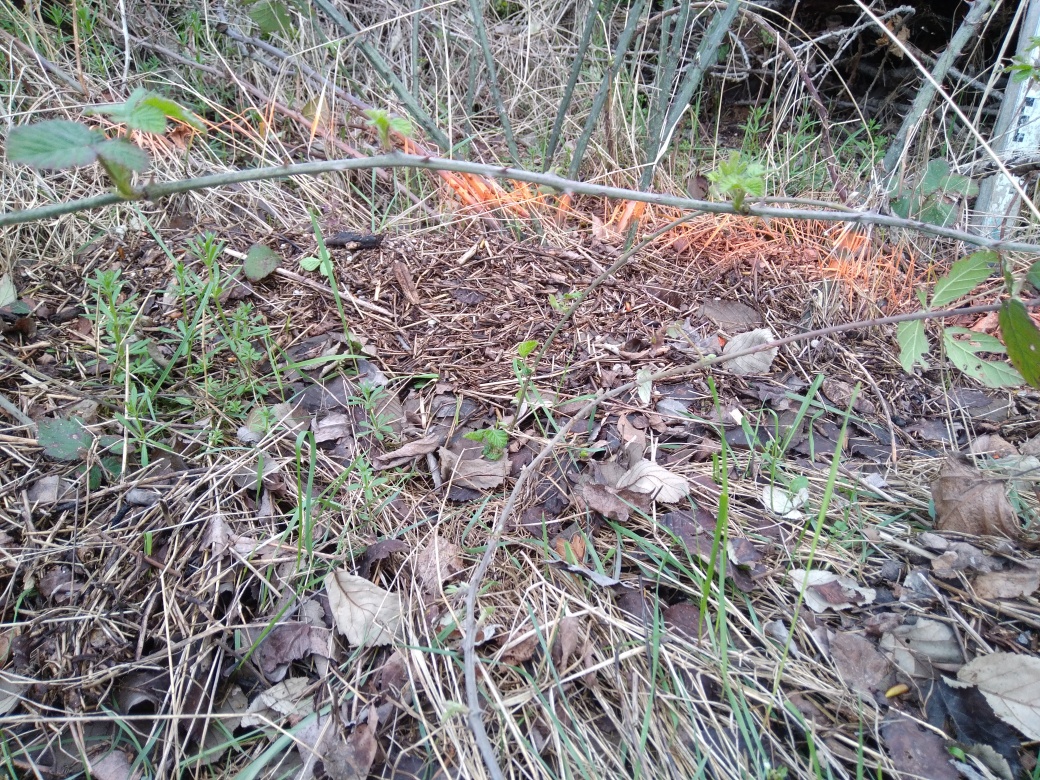 Dépôt dans les ronces