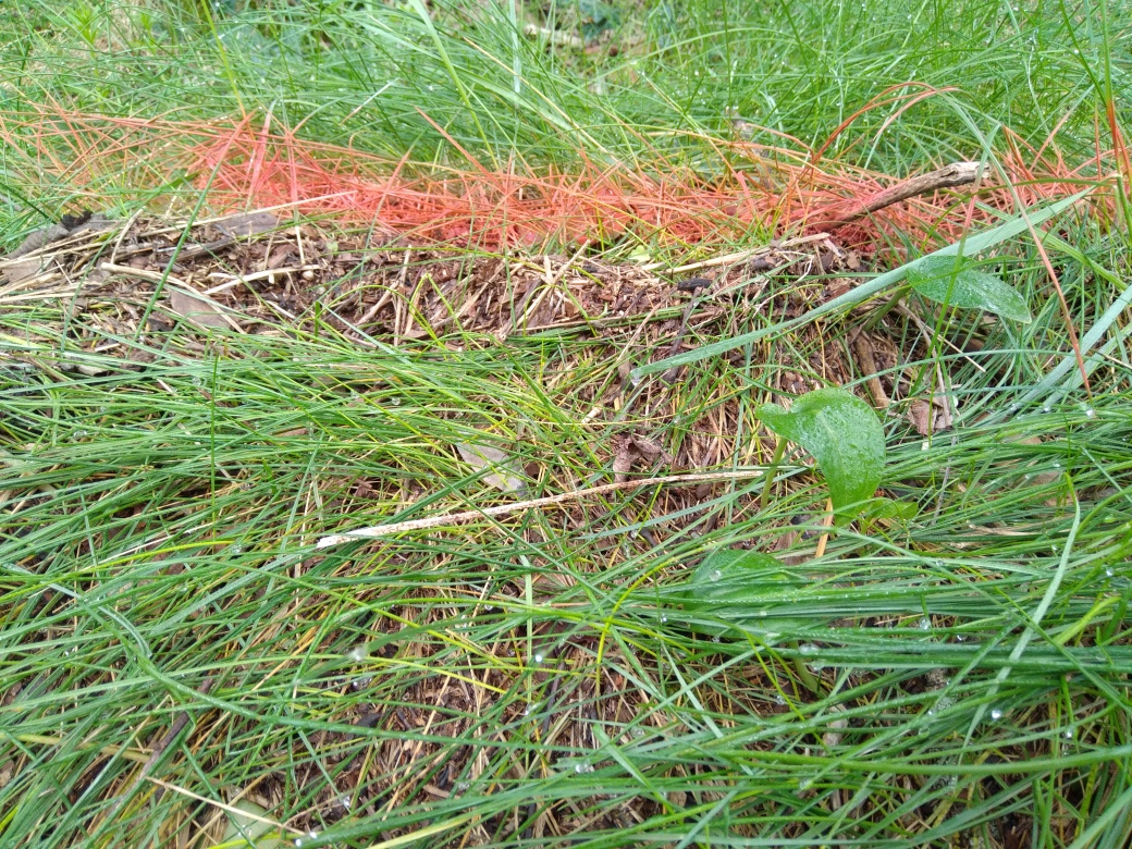 Dépôt dans l'herbe
