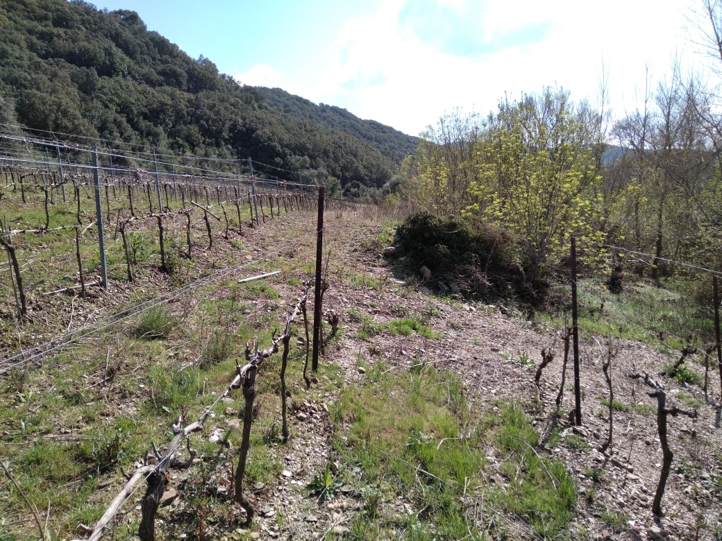 Vigne en amont du parc