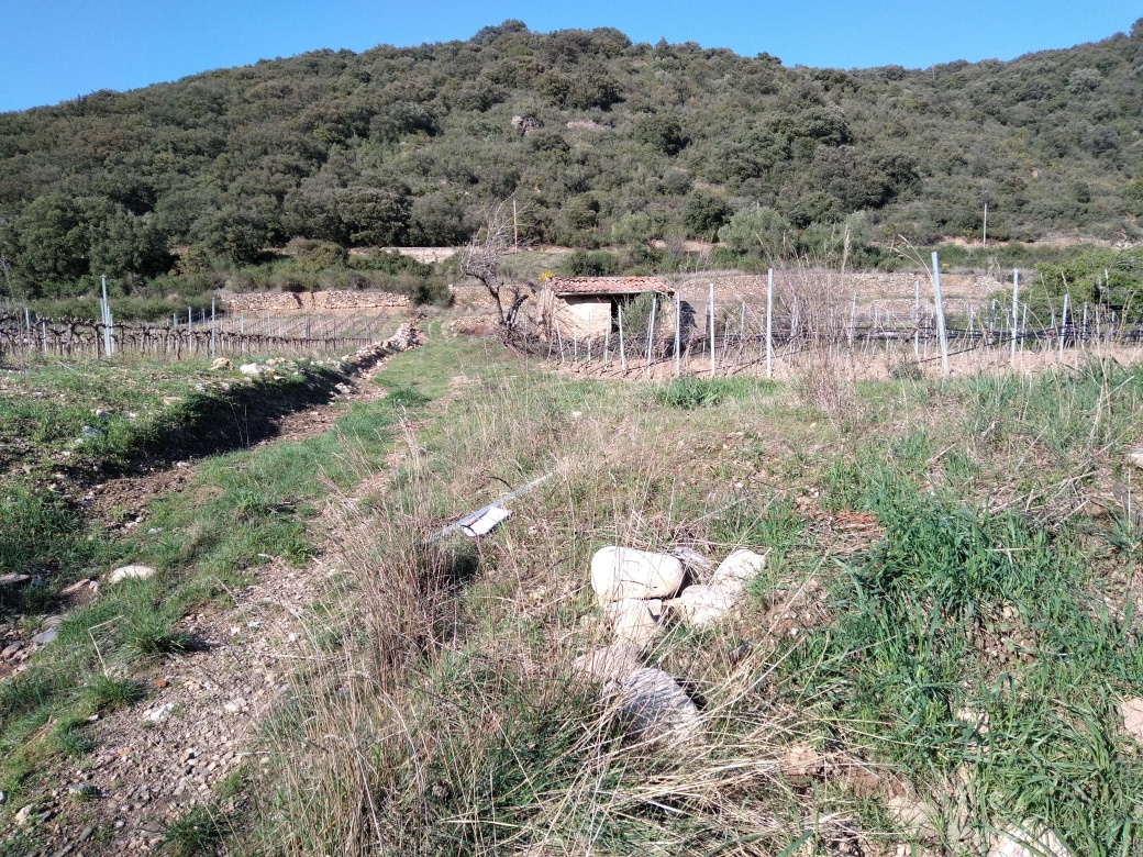 Chemin d'accès à la vigne