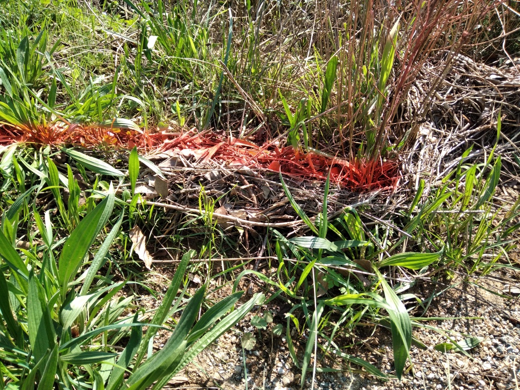Dépôt dans l'herbe