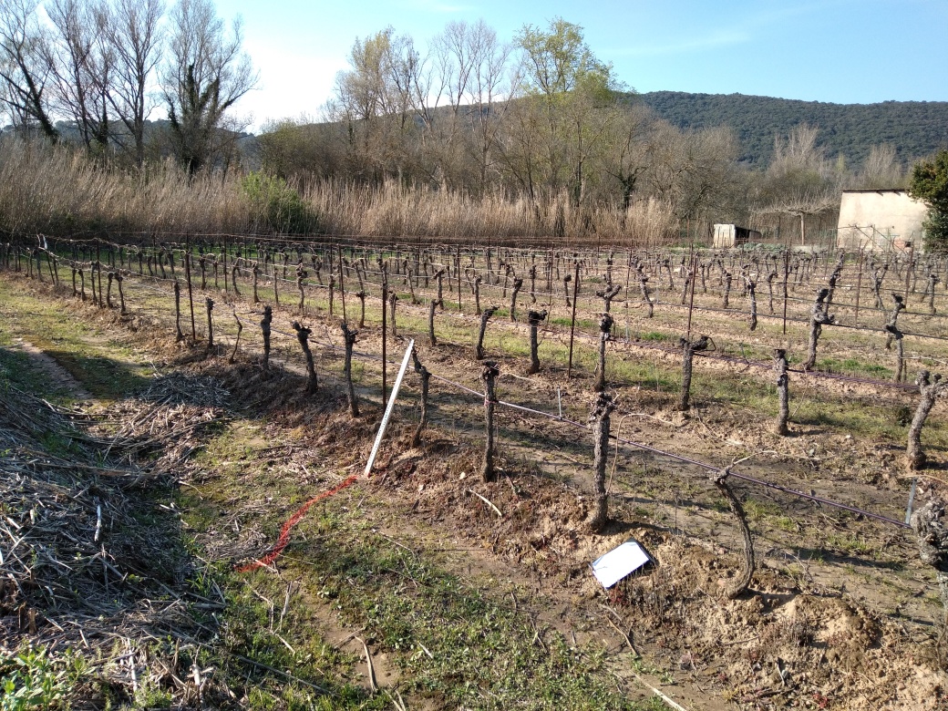 Chemin de vigne