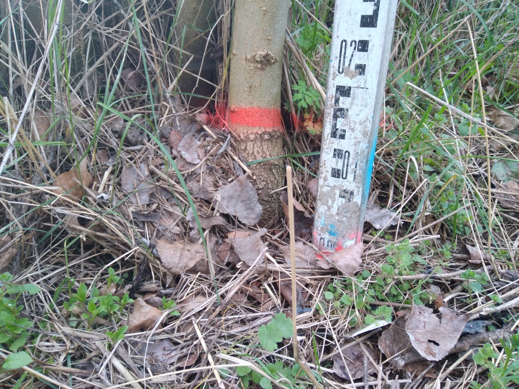 Dépôt au pied de l'arbre
