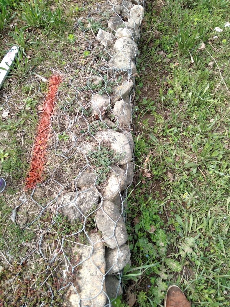 Débris végétaux accrochés aux gabions