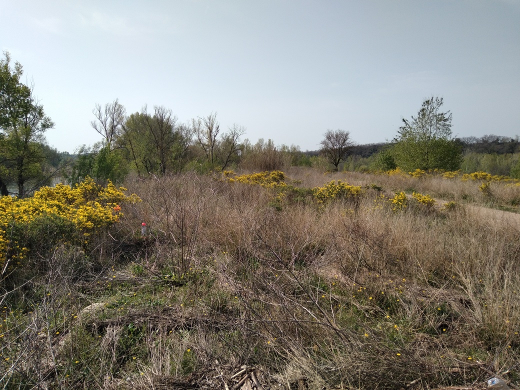 Végétation en bord de chemin