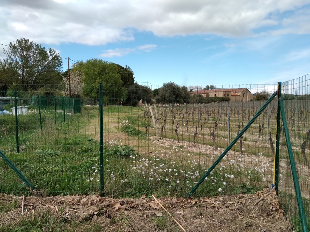 Clôture de vigne