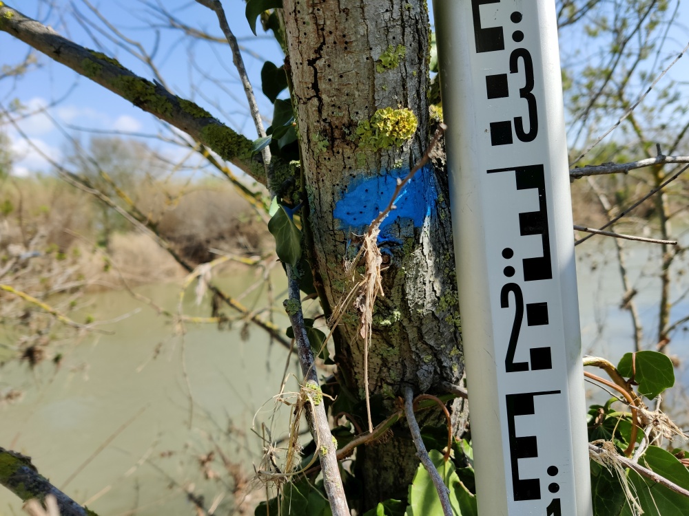 Débris végétaux sur l'arbre