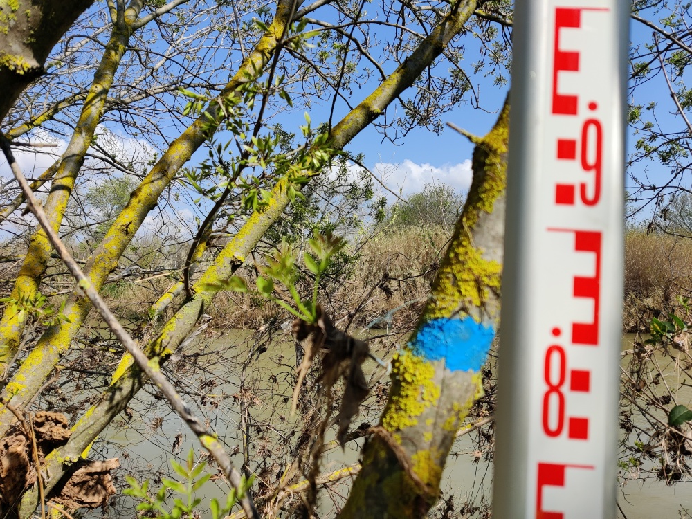 Débris végétaux sur l'arbre