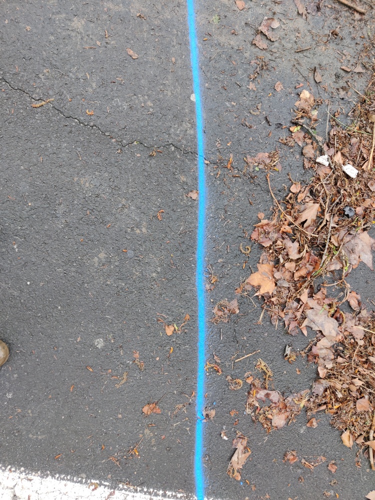 Débris végétaux sur la route