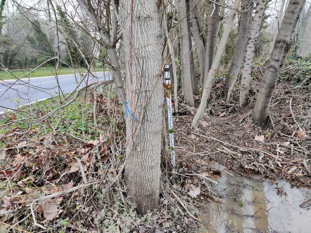 Arbre proche du poste